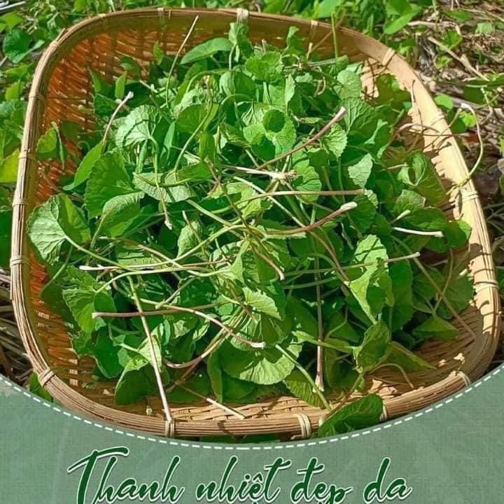 BỘT RAU MÁ  SẤY LẠNH - 500gr