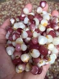 Bắp Bung Điện Biên - Túi 1kg