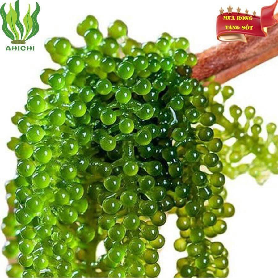 RONG NHO AHICHI MẪU MỚI - HỘP